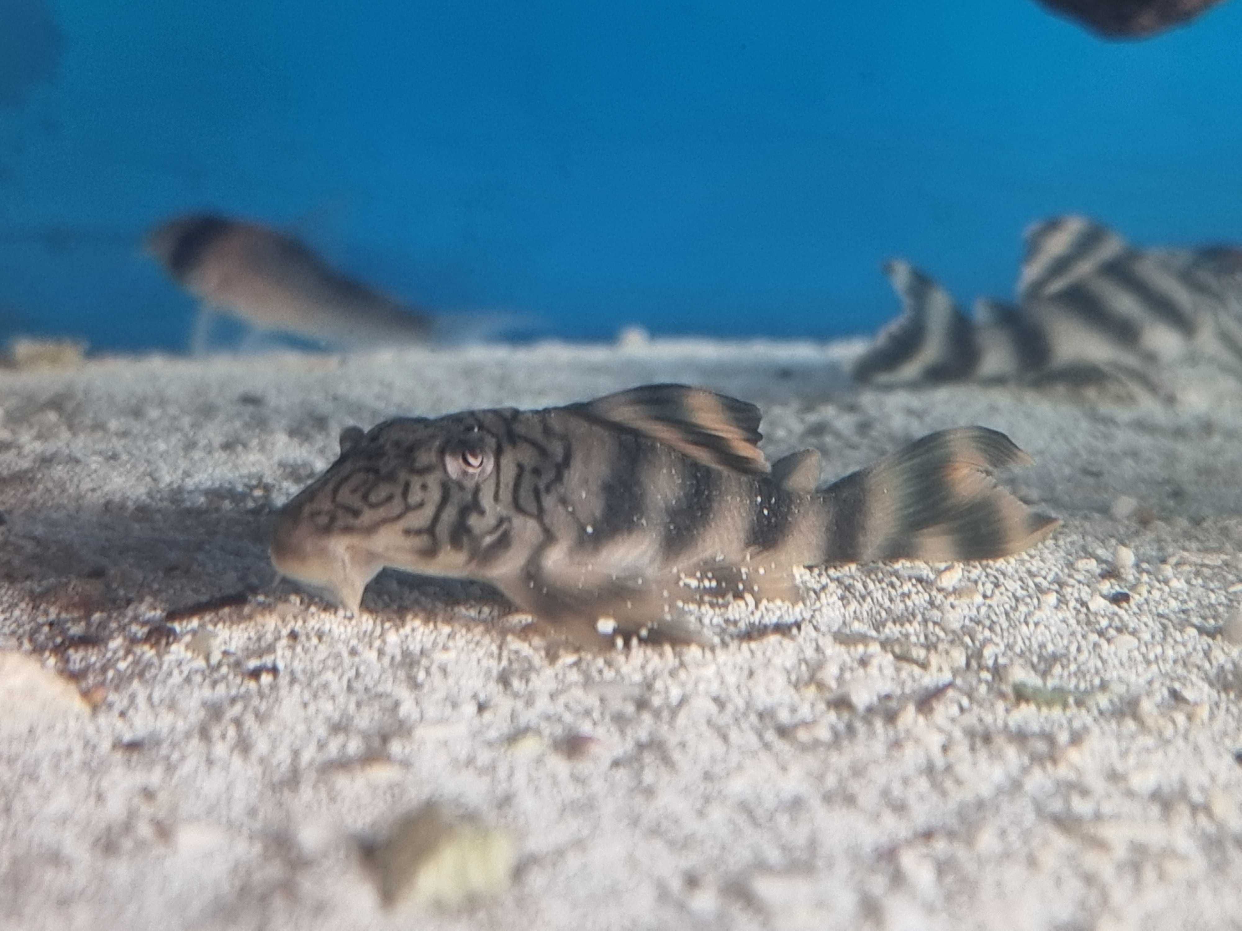 Zbrojnik L 121 Peckoltia Braueri z importu