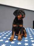 Rottweiler szczeniak FCI