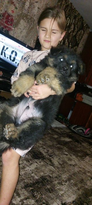 НА ОХОРОНУ!Довгошерстий крупний шикарний німець