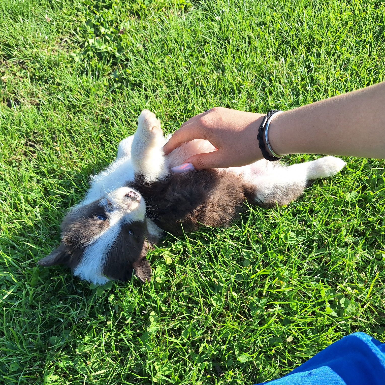 Niebiesko biały Piesek border collie do odbioru