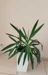 Yucca roślina podwójna