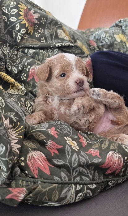 Maltipoo, Pudel toy plus Maltańczyk, szczeniak,prześliczny chłopiec