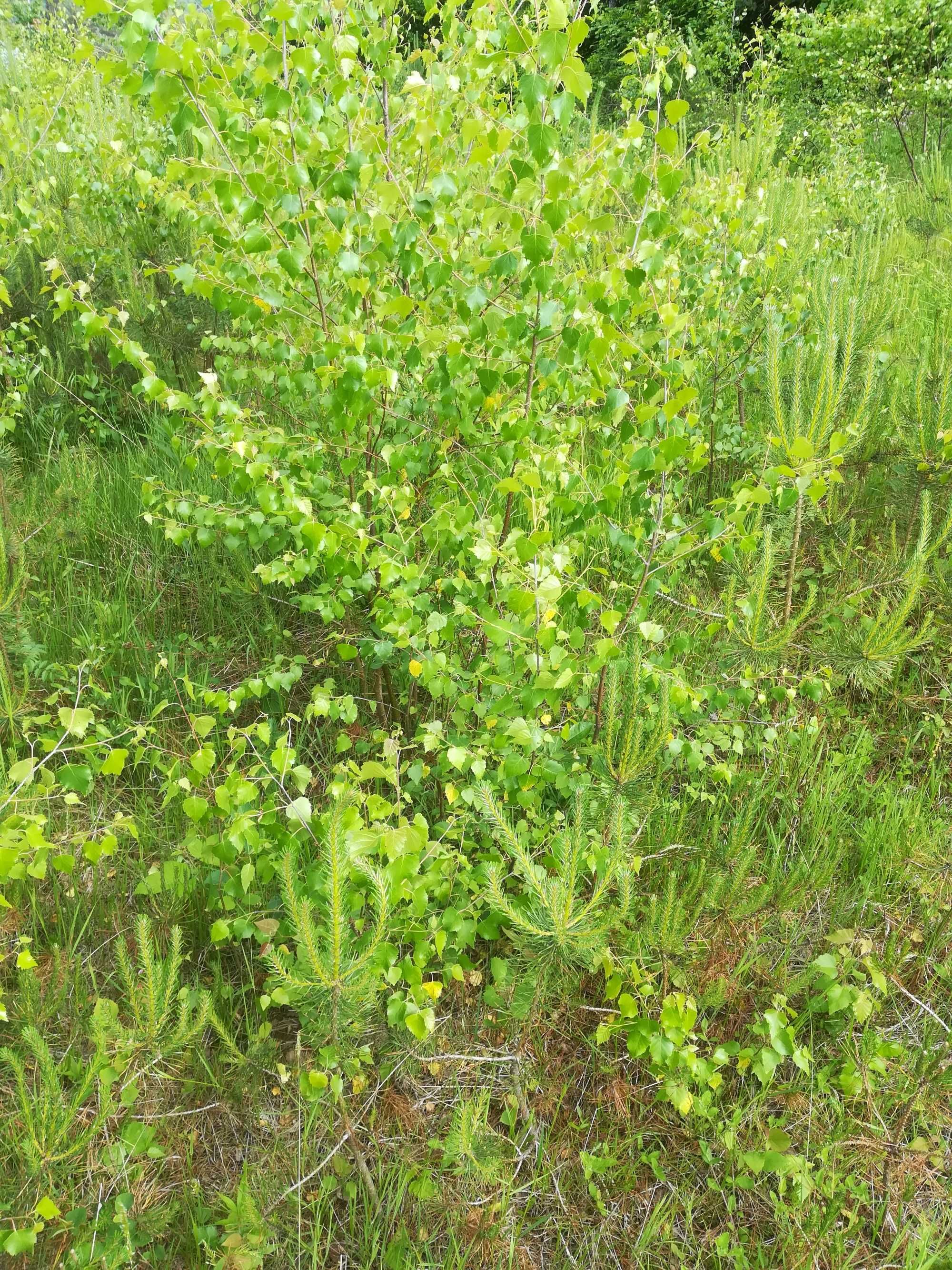 Sadzonki brzozy Sadzonka 50 - 400 cm brzoza modrzew sosna świerk jodła