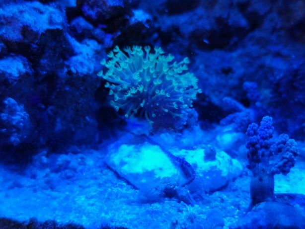 Koralowiec miękki Sarcophyton szczepki nr1