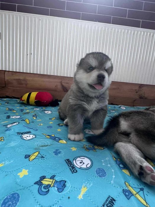alaskan malamute ZKwP/FCI - szczenięta, chłopcy
