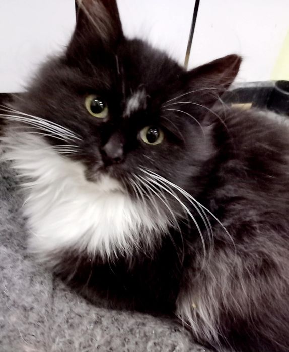 Безкоштовно в добрі руки котики