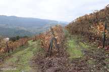 Terreno  para venda
