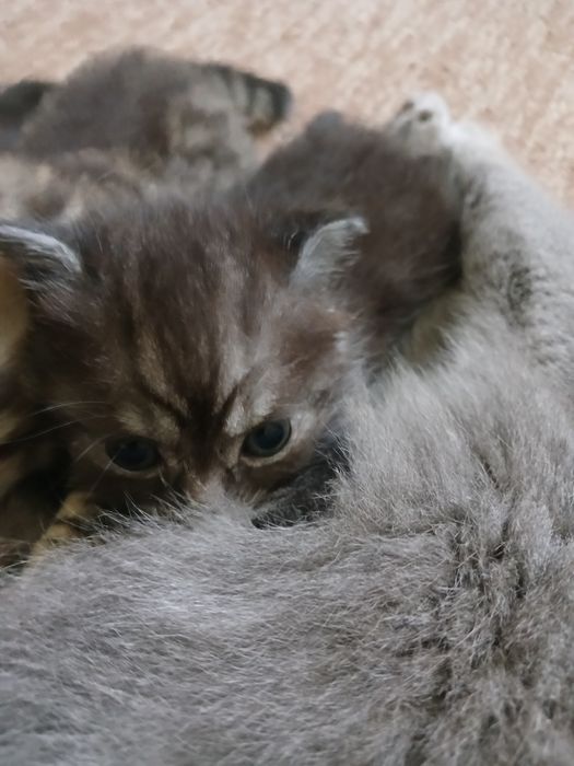 Кошеннята шукають люблячу сімю