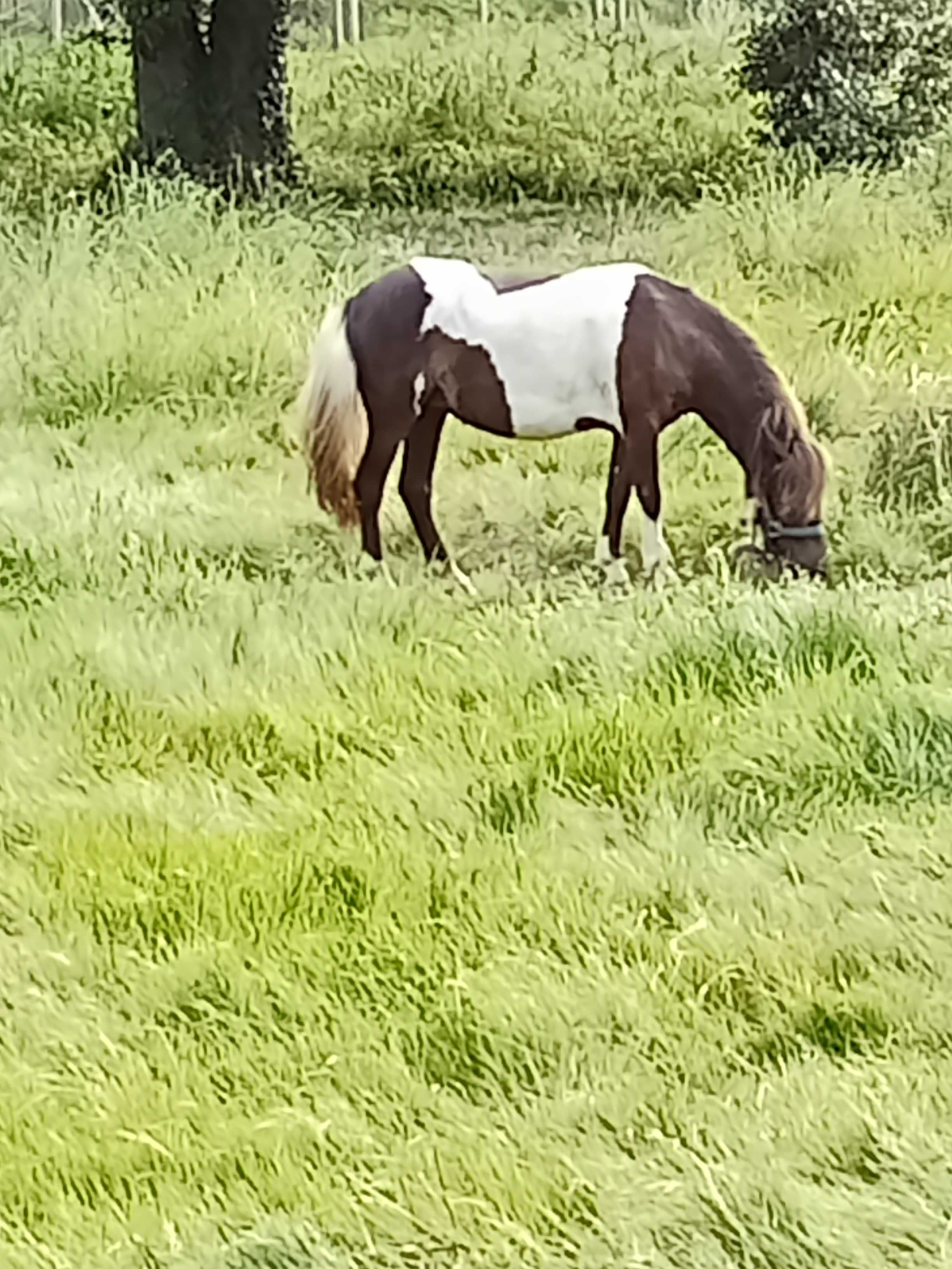 Poneys fêmeas prenhes