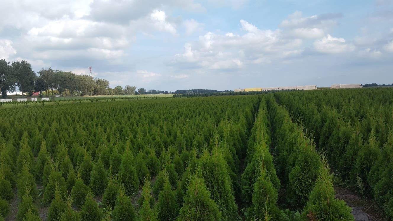 Tuja, tuje szmaragd wysokość 1.10m-1.20m. Szkółka Krupocin.