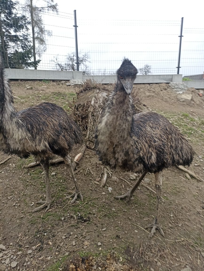 Sprzedam strusie emu.