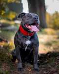 AMSTAFF BLUE -Reproduktor