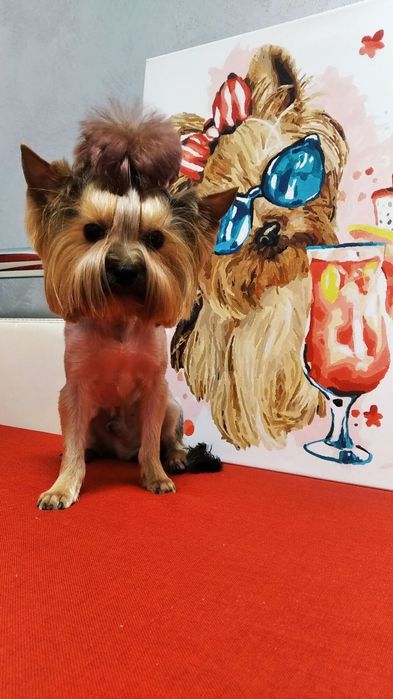 Міні Йорк- вязка