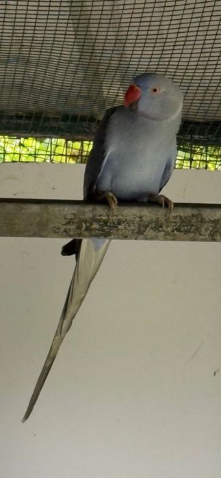 Ring Neck e Aratingas