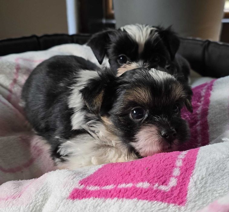 york biewer chłopak szczeniak