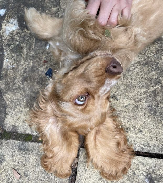 Англійський кокер-спаніель – новий член вашої родини