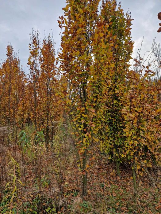 Buk pospolity *Kolumna Żółty* – Fagus sylvatica Dawyck Gold