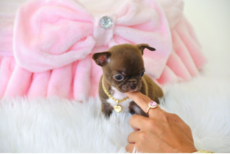 Cudna Mini XXXS Czekoladowa Suczka Chihuahua