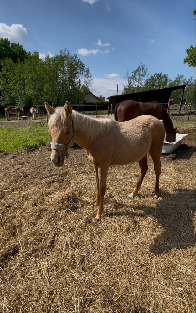 Klaczka AQH PALOMINO z rzadkim rodowodem