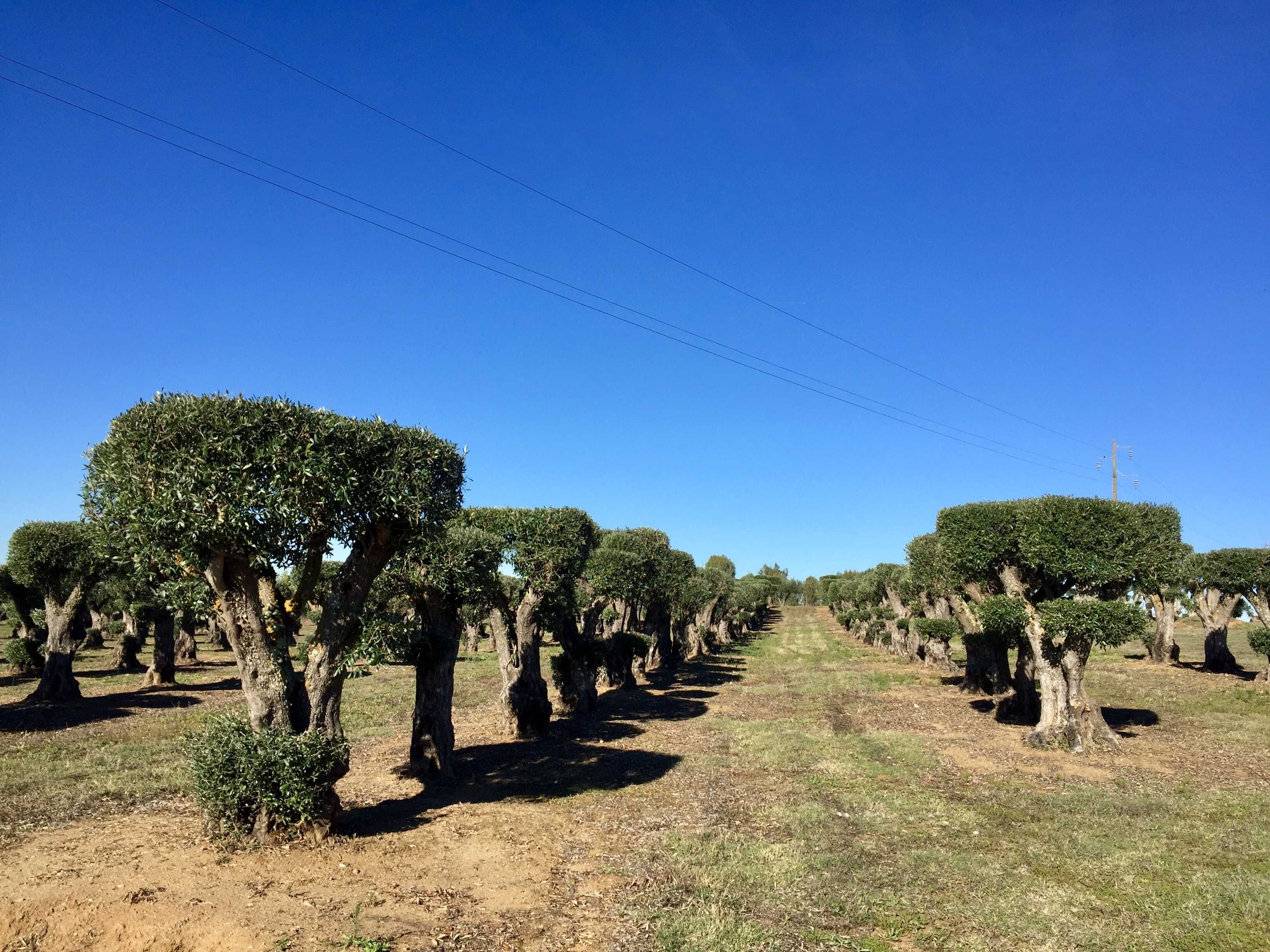 Oliveiras Bonsai - Alentejo