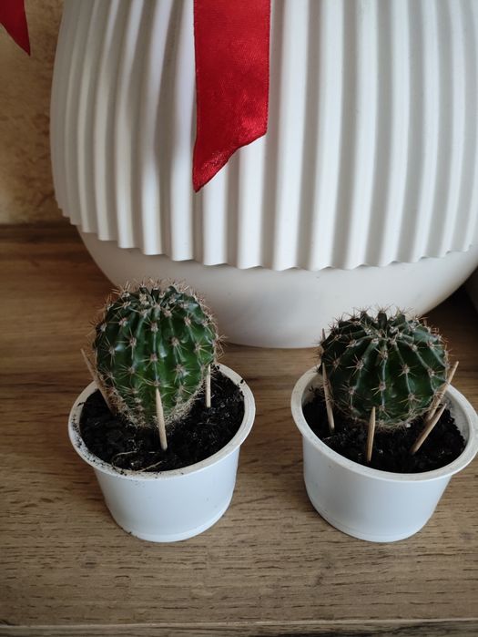 Кактуси кімнатні рослини