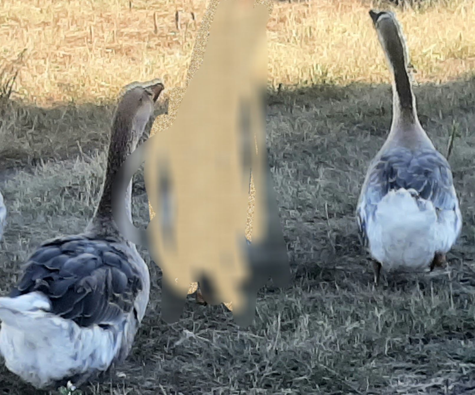 Sprzedam parę gęsi