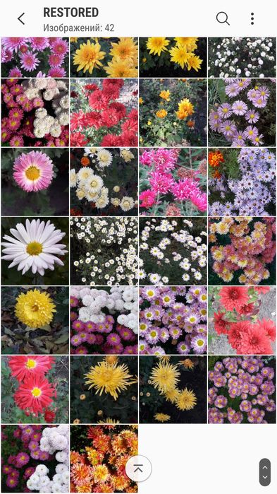 Хризантема,кущова