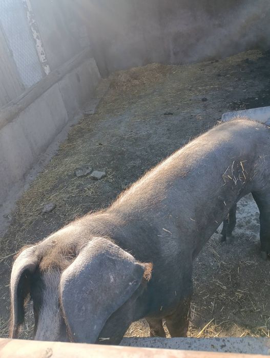 Продам свинью живым весом
