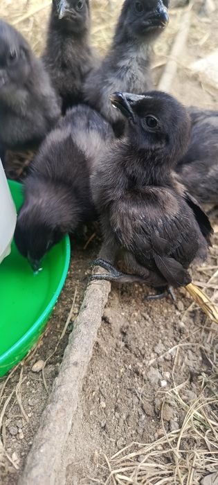 Ayam Cemani - Czarna kura, czarne kości i mięso