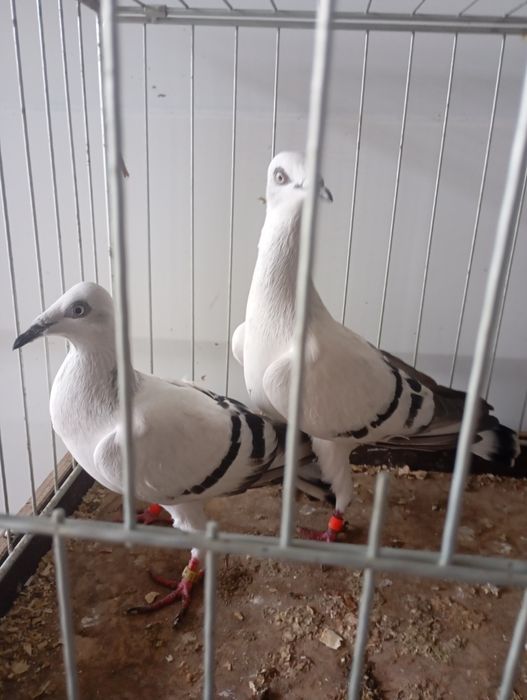 Żałobniki pasiaste