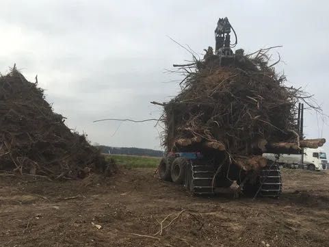 Wycinka sadów samosiewow utylizacja korzeni galęzi