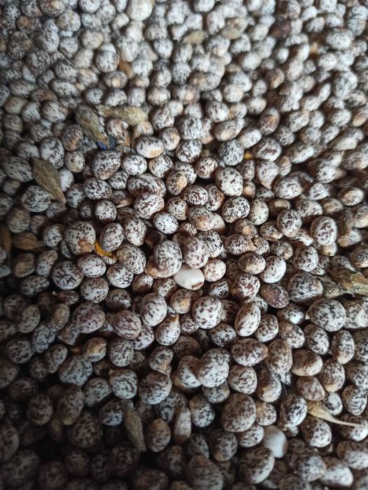 łubin słodki szerokolistny mister