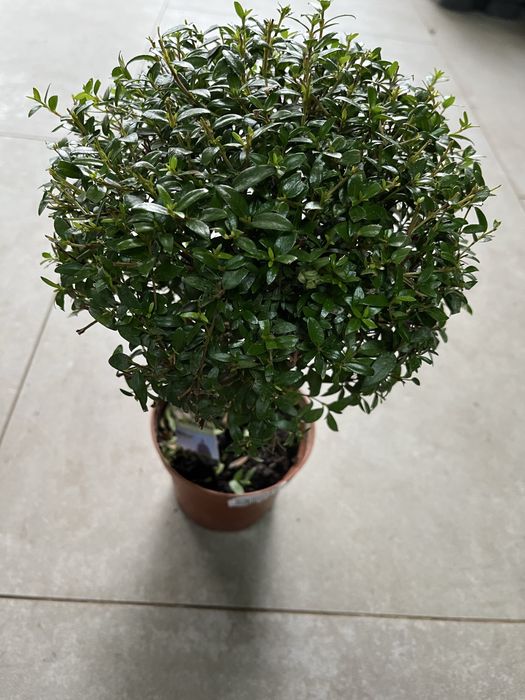 Мирт,хризалідокарпус,сингоніум,драцена копмакта,філодендрон Ред