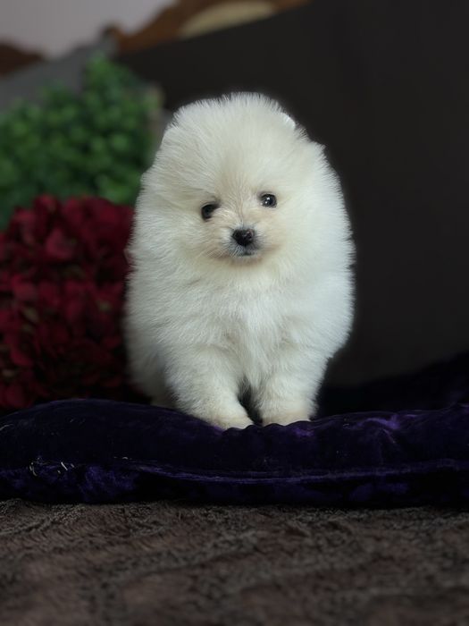 Мілашка померашка