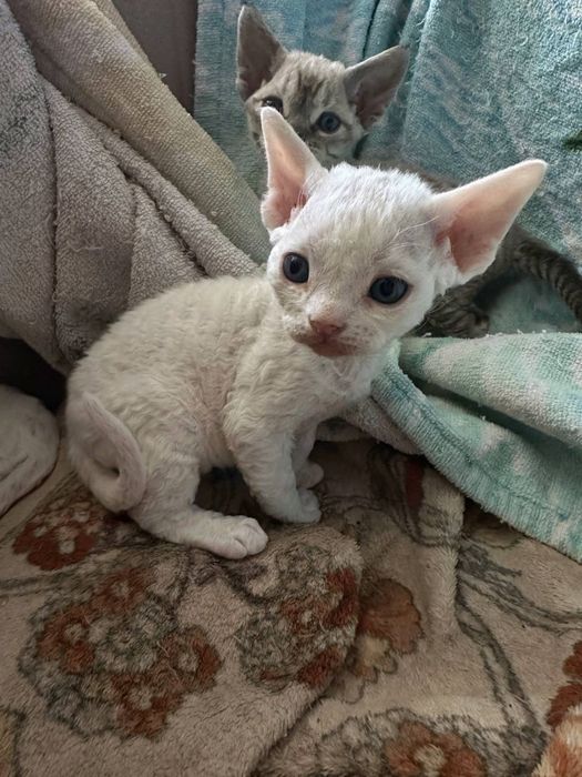 Продам котят породы Девон-Рекс