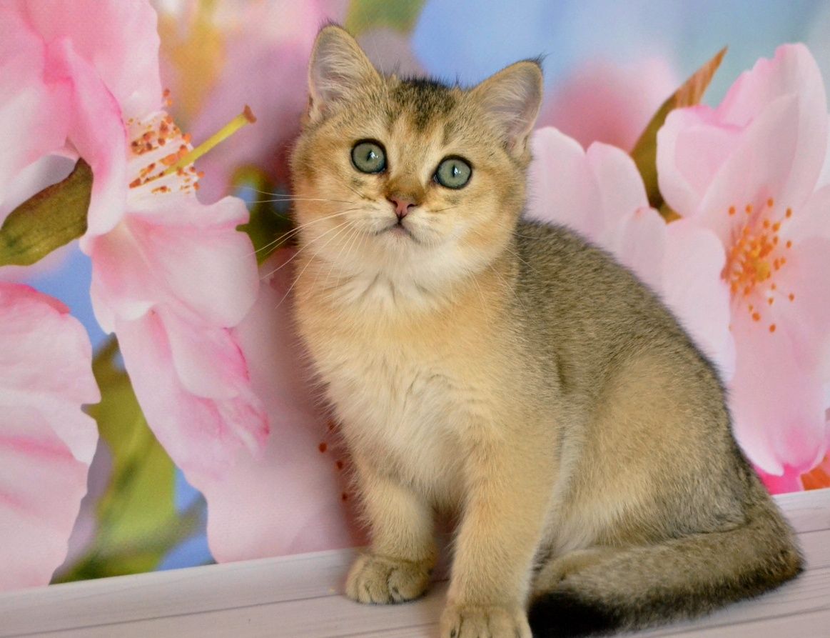 Котята золотые шиншиллы