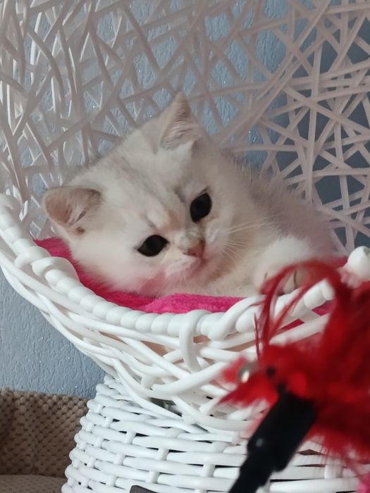 Пухнасте щастячко