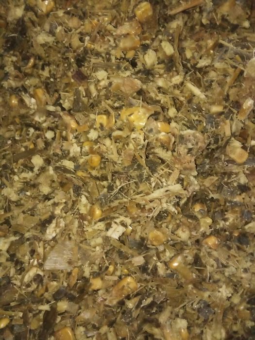 Silagem de milho embalada em bidões