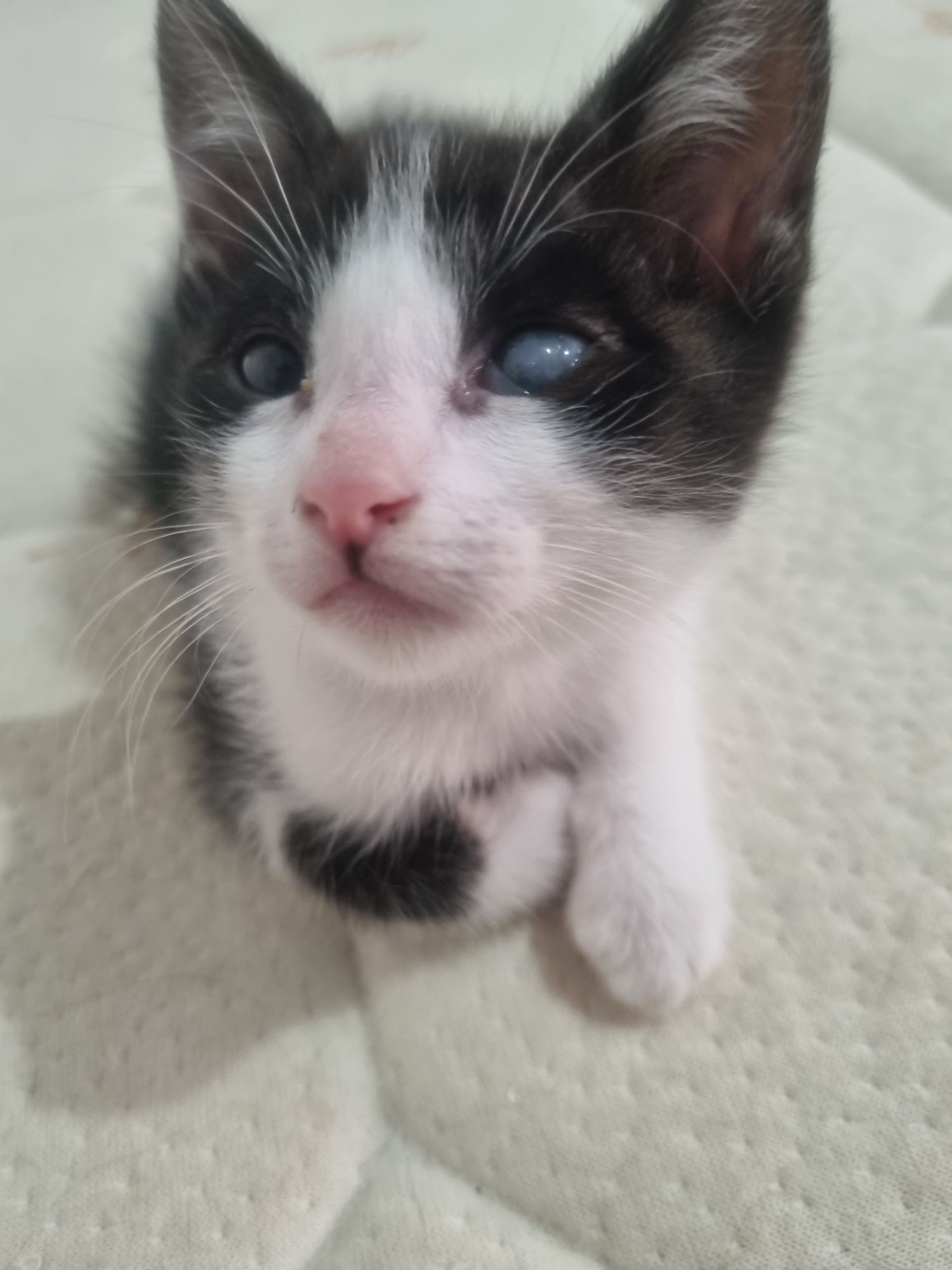Gatinha para adoção com deficiência ocular