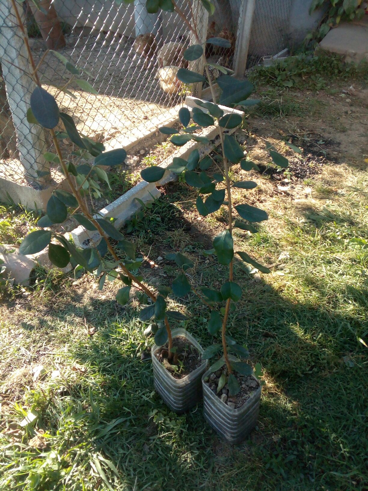 Plantas feijoas prontas a ir para a terra