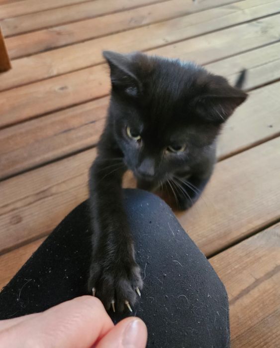 Kocurek Baszek czeka na Ciebie