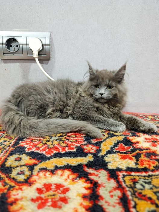 Котенок мейнкун в редком красивом окрасе