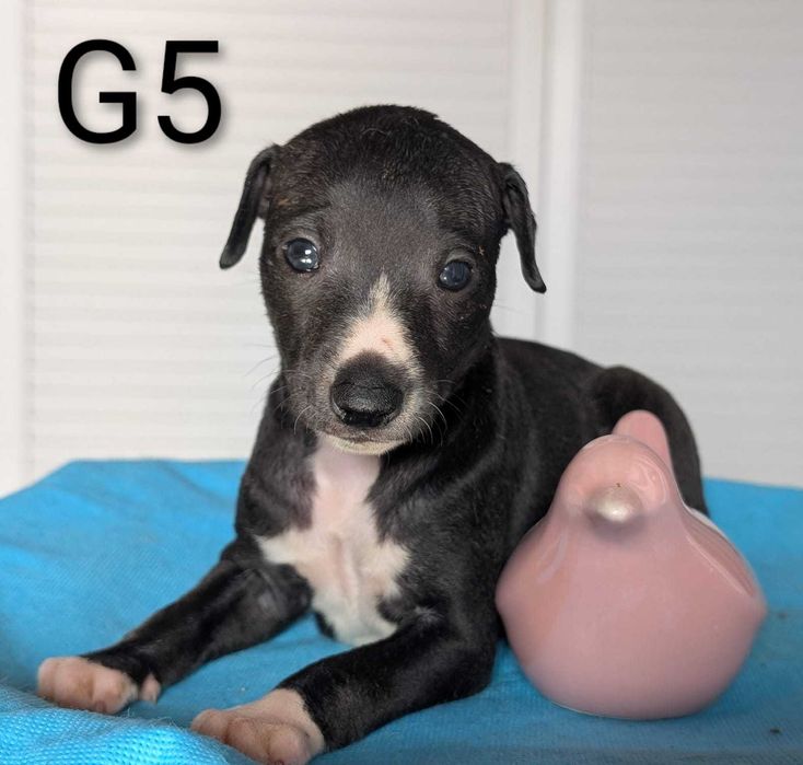 Whippet  suczka ZKwP