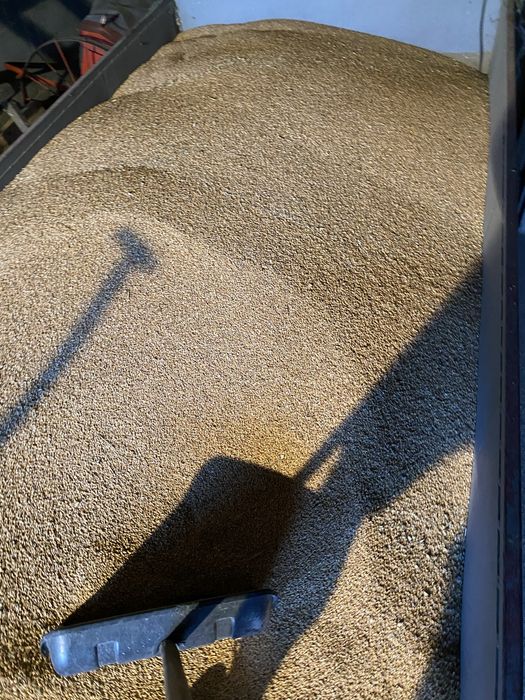 Sprzedam pszenice ozima