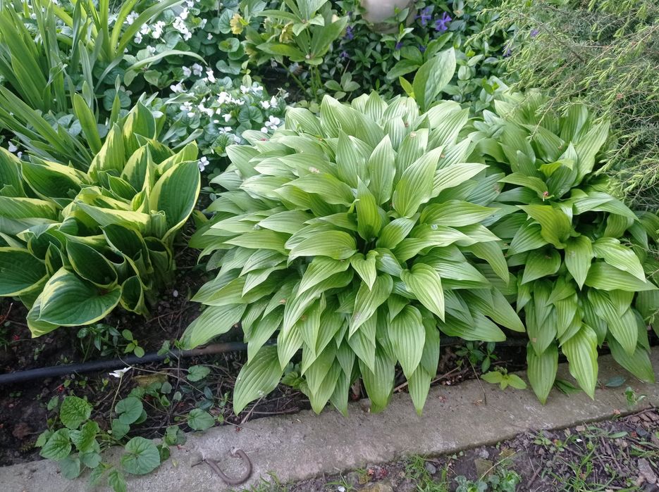 Цветок садовый,Хоста.