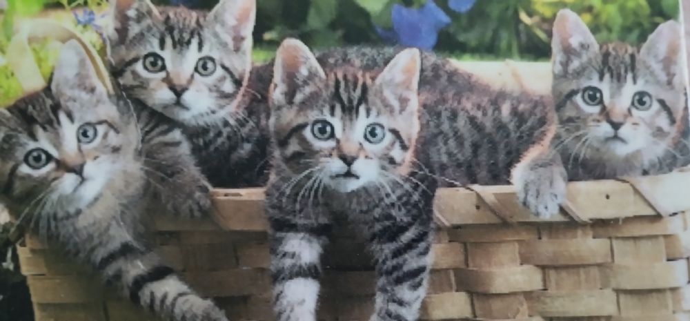 Kotki - prezent - drewniana jj