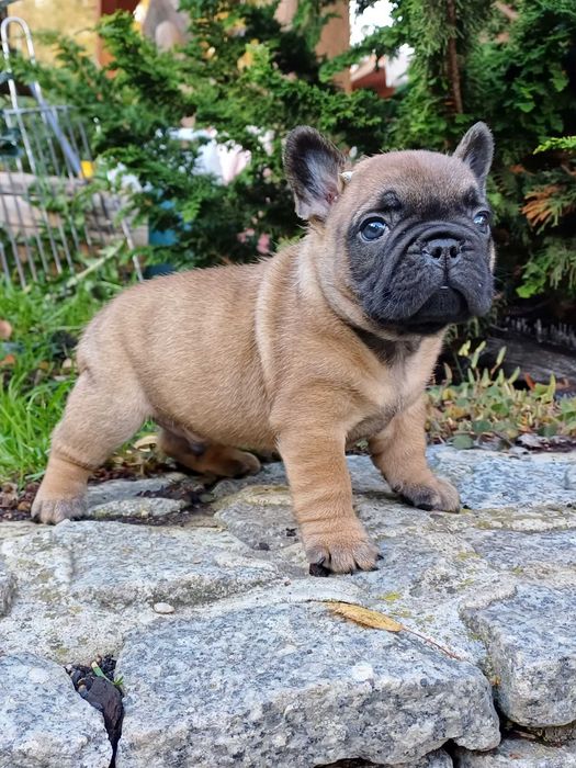 Buldog Francuski, Związek Kynologiczny w Polsce, FCI, samiec