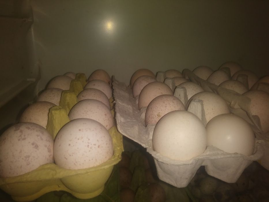 Jaja indycze perlicze kacze gęsi landes lęgowe oraz konsumpcyjne. Wysy