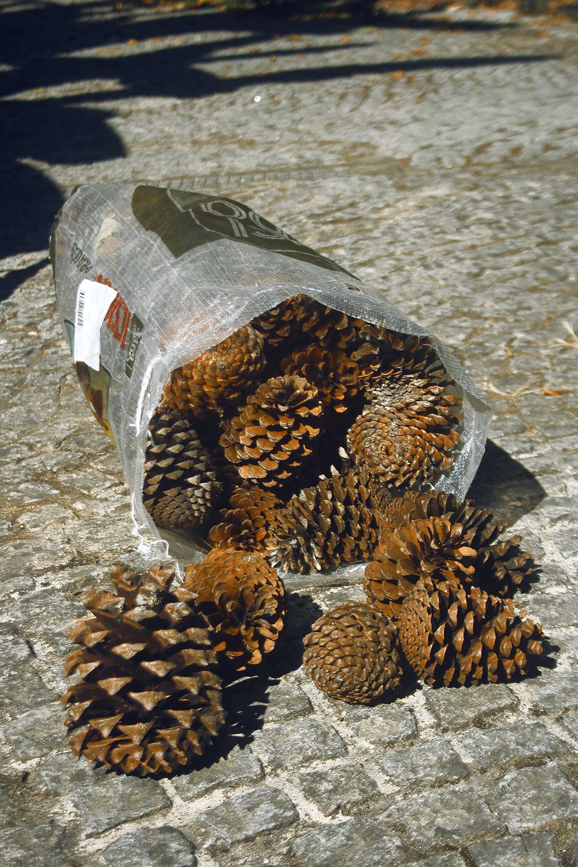 Saco(s) de pinhas aprox. 7kg