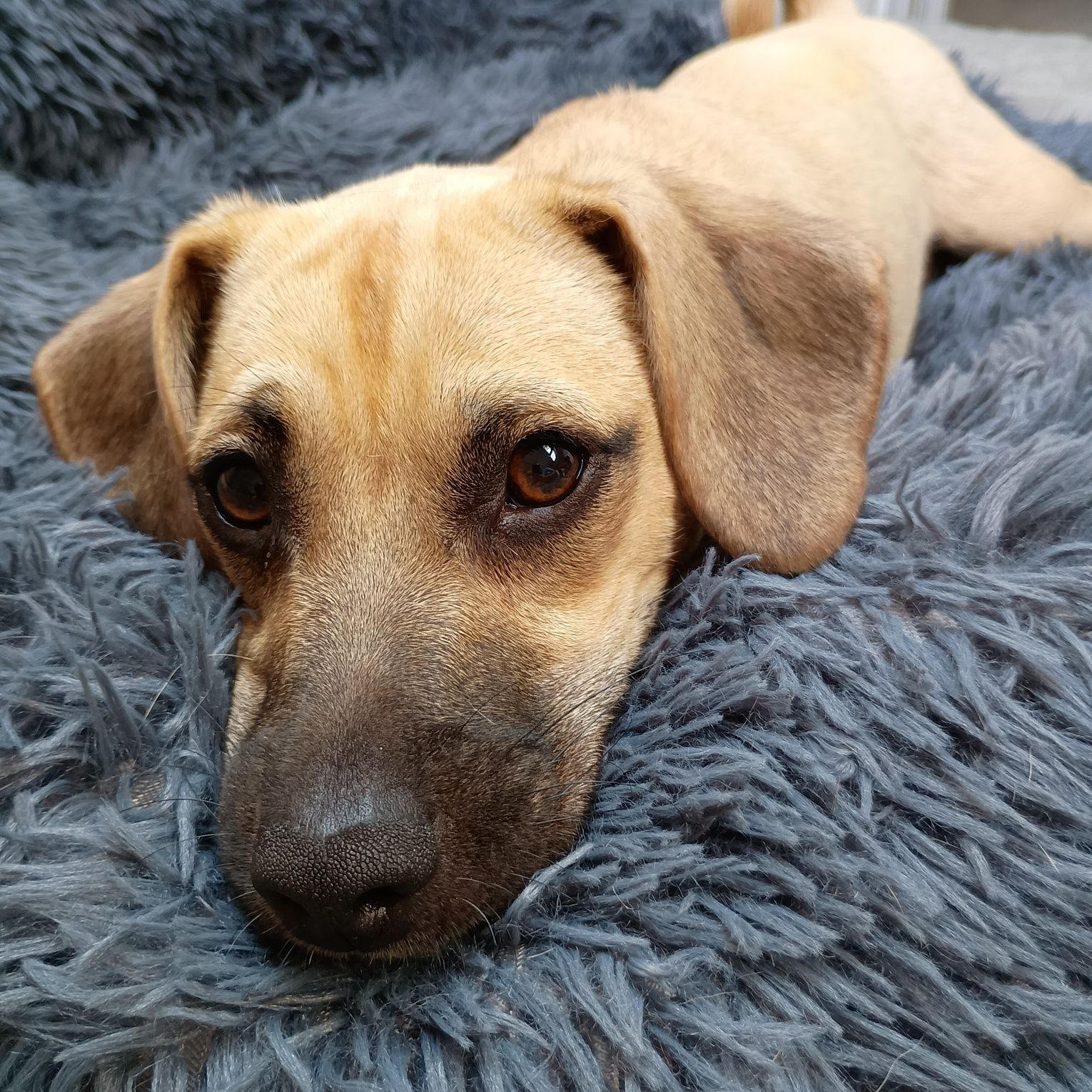 Dina cudowna sunia do adopcji